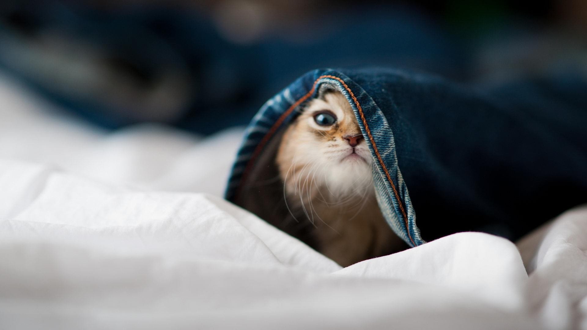 博洛尼亚通过精准传球组织高效反击，博洛尼亚传奇球星