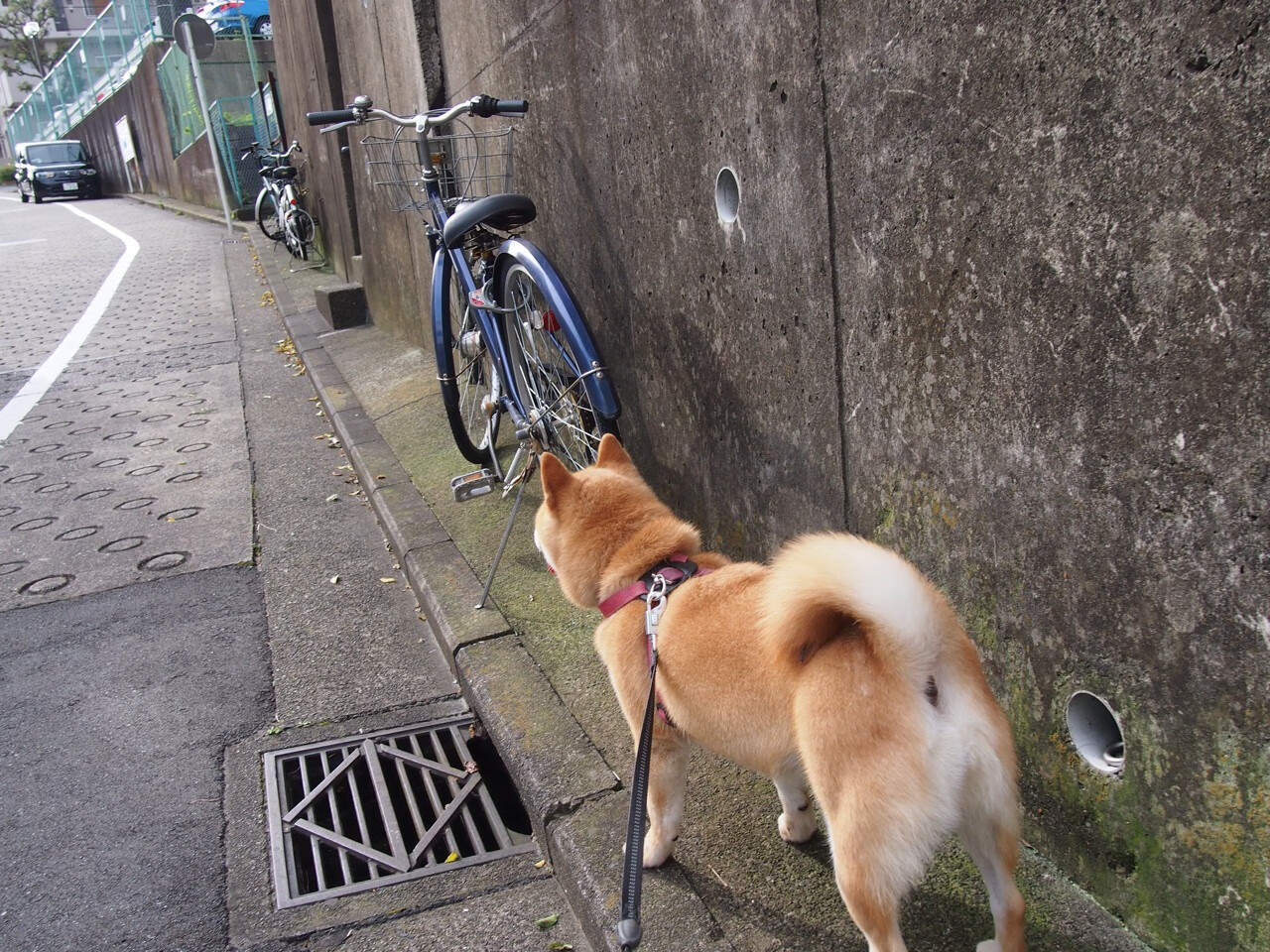 九游官网入口注册-新疆男篮多套阵容轮换展现板凳厚度，新疆男篮官宣
