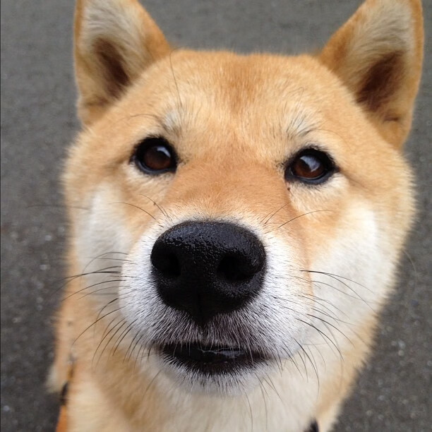 澳男泳队成绩稳步提升,澳门游泳运动员