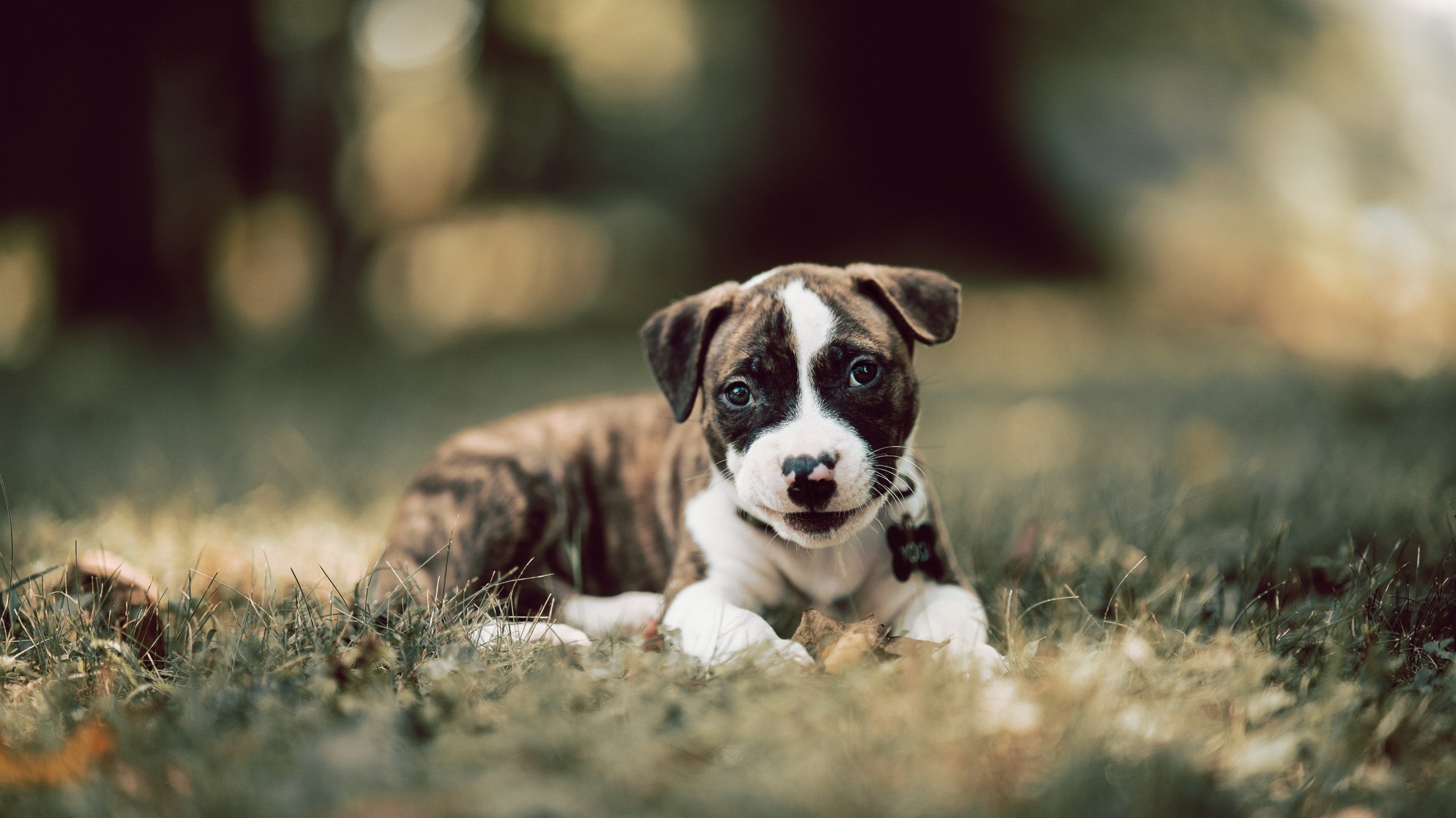 九游官网入口充值-乔治攻防一体快船防守效率提升，快船乔治伤病