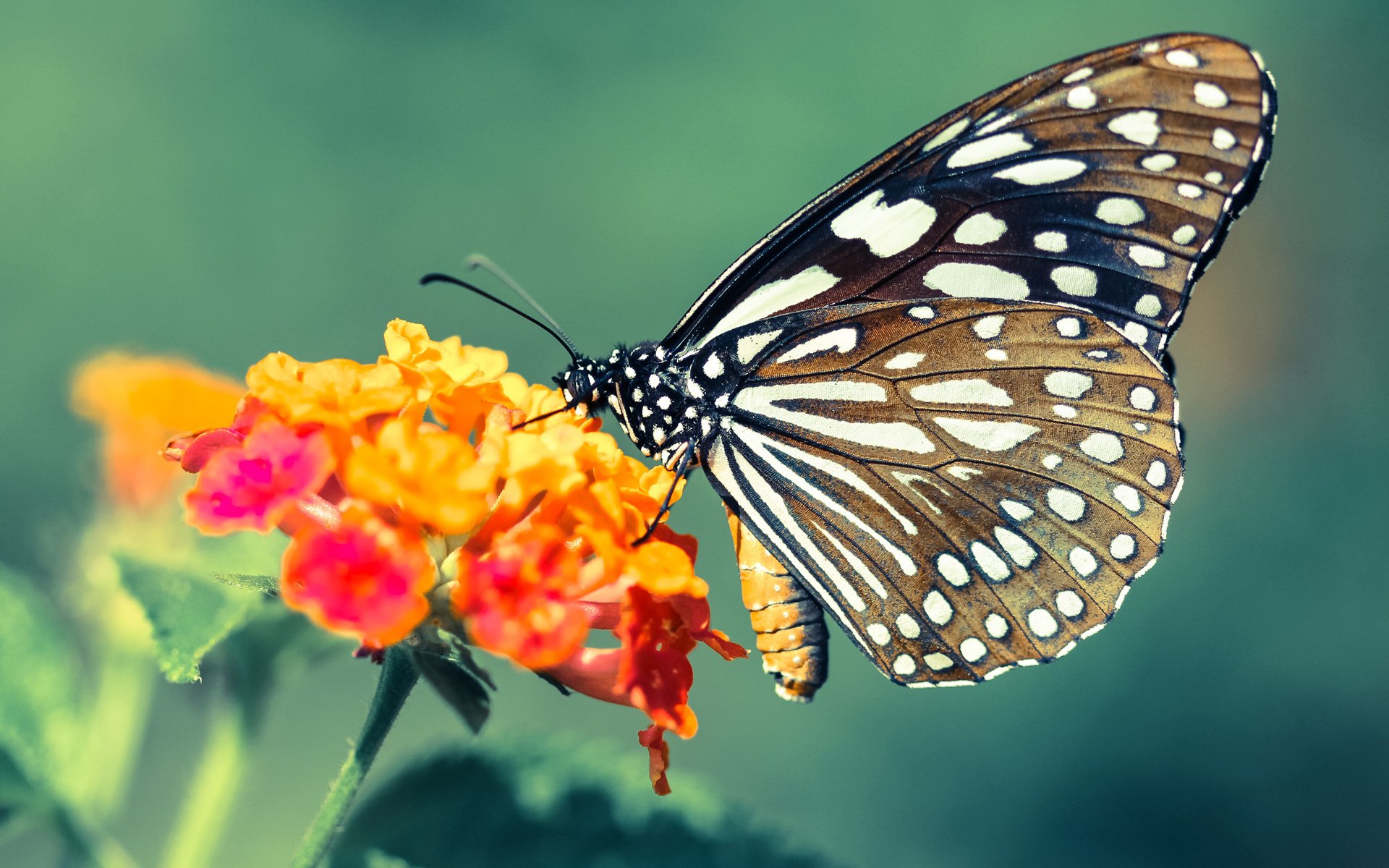 体育新闻中心通告暑期青少年体能培训课程信息，青少年体能训练营海报