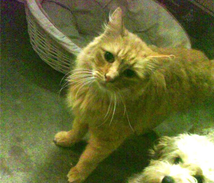 九游娱乐app官网-南非羚羊队：以稳固防守和高效进攻成为冠军锦标赛的强大竞争者