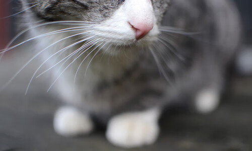 九游网页版入口-女子足球青训成果展示活动在多地开展，女足青训营